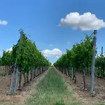The Hampton Hock's - Wellness & Wine
