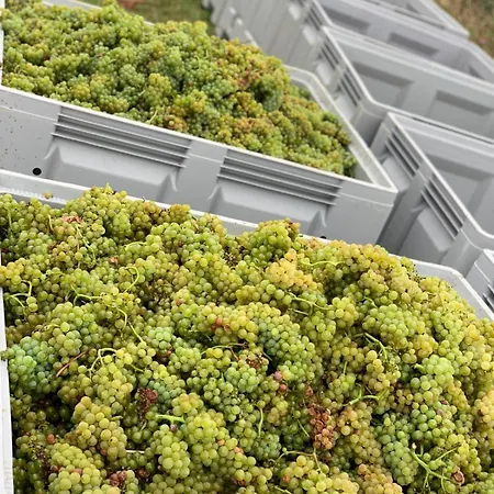 The Hampton Hock's - Wellness & Wine Apart Otel