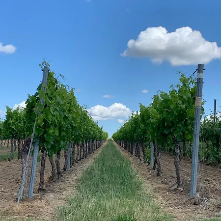 The Hampton Hock's - Wellness & Wine