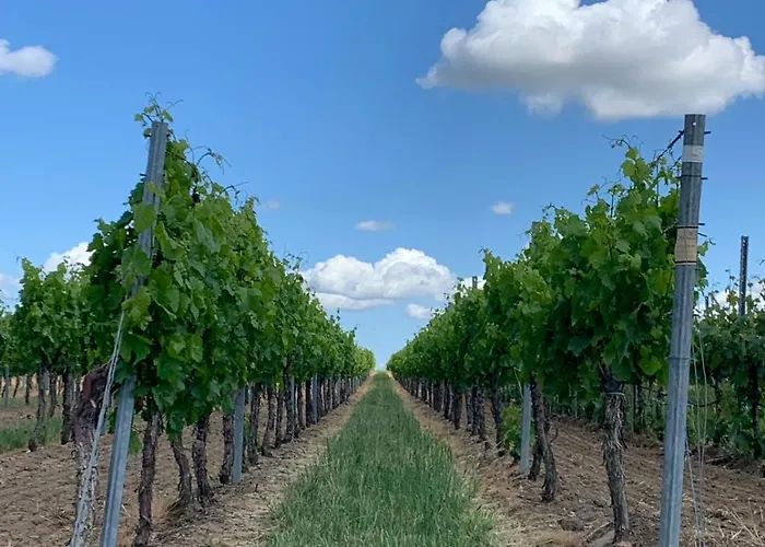 The Hampton Hock's - Wellness & Wine